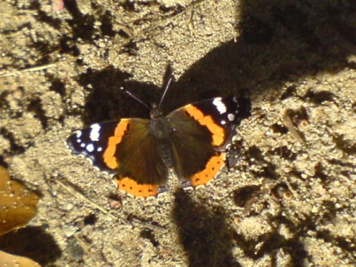 #motyl #natura #owady #przyroda