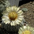 Astrophytum asterias cv supercabuto