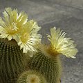 Notocactus leninghausii