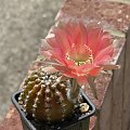 Echinopsis sp.