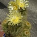 Notocactus leninghausii