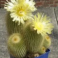 Notocactus leninghausii