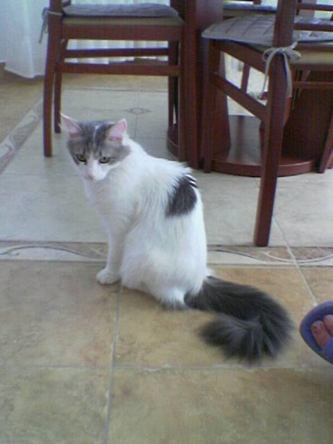 Turkish Angora