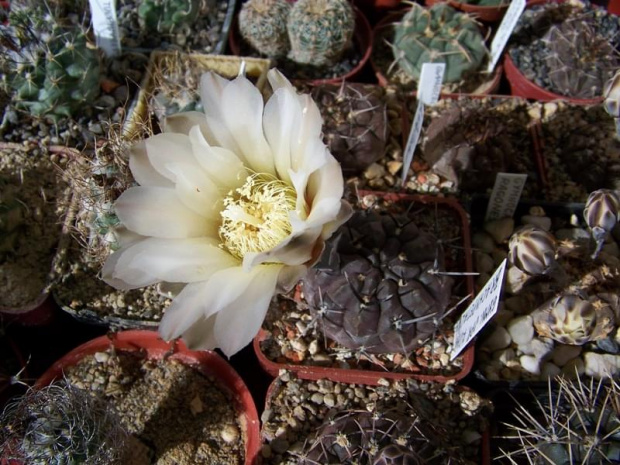 Gymnocalycium brachypetalum