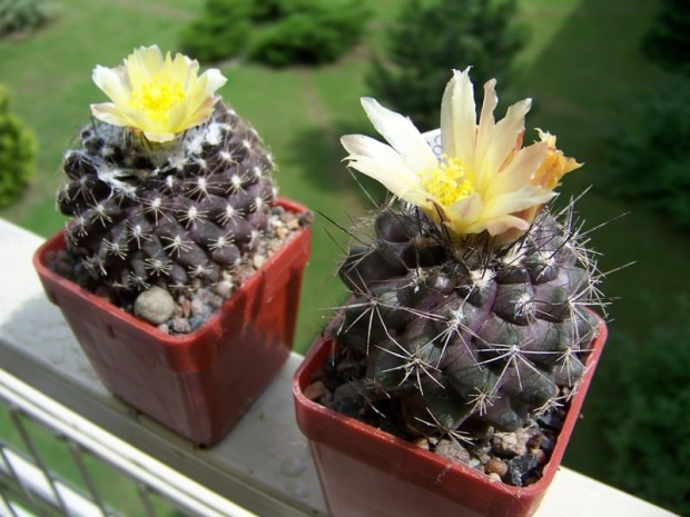 Copiapoa tenuissima i Copiapoa sp.