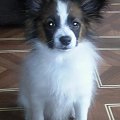 Papillon, mój 5 miesięczny Snoopy