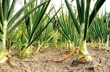 Ot las cebul :] #cebula #ogród #działa #warzywa #rośliny