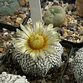 Astrophytum asterias cv supercabuto