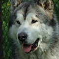 Mój piękny Alaskan Malamute o imieniu Budrys #zwierzęta #psy #AlaskanMalamute