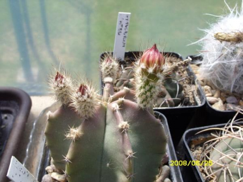 Echinopsis subinermis