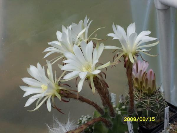 Echinopsis