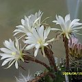 Echinopsis