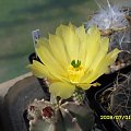 Echinocereus subinermis