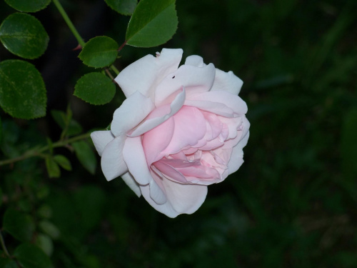 #róże #kwiaty #ogrody