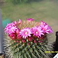 Mammillaria