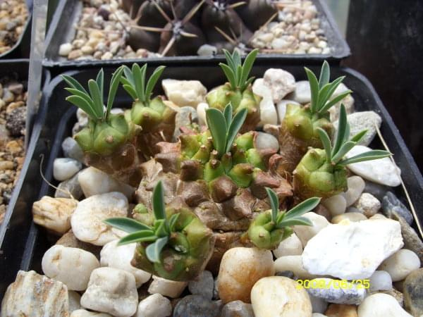 Euphorbia japonica