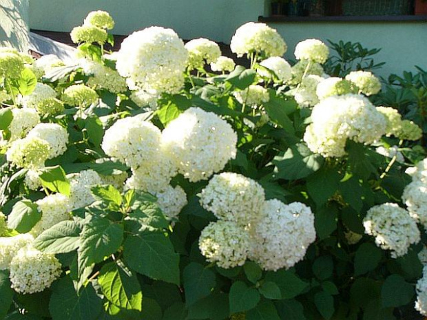 hortensja o wschodzie #krzewy #kwiat #biały