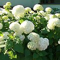 hortensja o wschodzie #krzewy #kwiat #biały