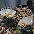 Turbinicarpus klinkerianus la negrita