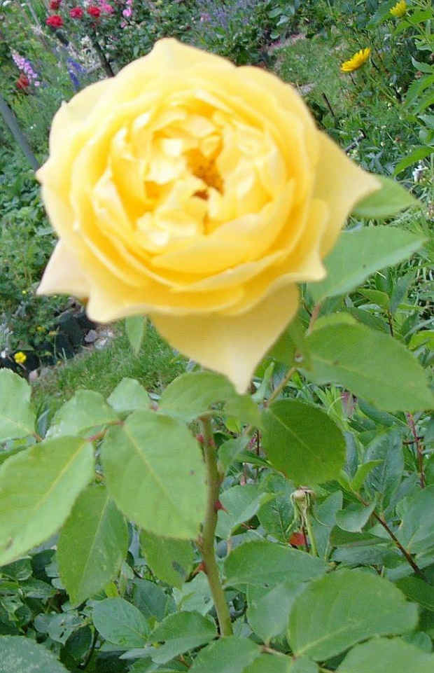 żółta #kwiatki #róże