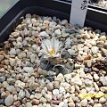 Turbinicarpus polaskii