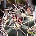 Ferocactus towsendianus