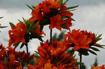 #kwiaty #rododendrony