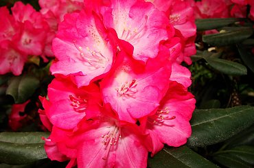 #kwiaty #rododendrony