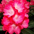 #kwiaty #rododendrony