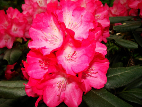 #kwiaty #rododendrony
