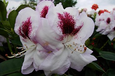 #kwiaty #rododendrony