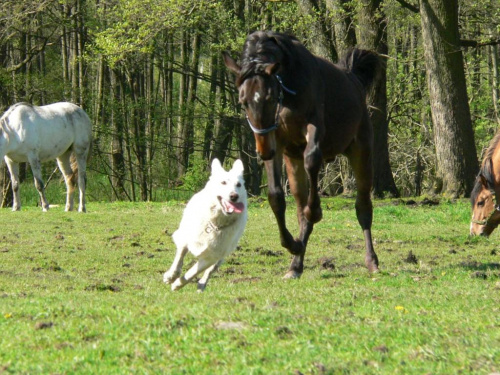 Hodowla Białego owczarka szwajcarskiego #BialyOwczarekSzwajcarski #koń #konie #hodowla #szczenięta