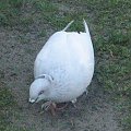 Gołąb