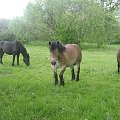 Cudne konie nad Wisłą...