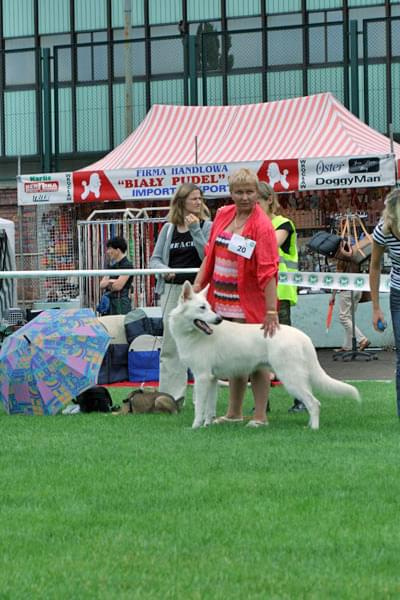 #WhiteSwissShepherd #BialyOwczarekSzwajcarski