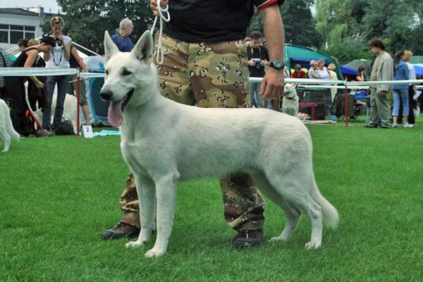 #WhiteSwissShepherd #BialyOwczarekSzwajcarski