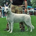 #WhiteSwissShepherd #BialyOwczarekSzwajcarski