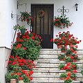 kwiatowe schody #dom #schody #kwiaty
