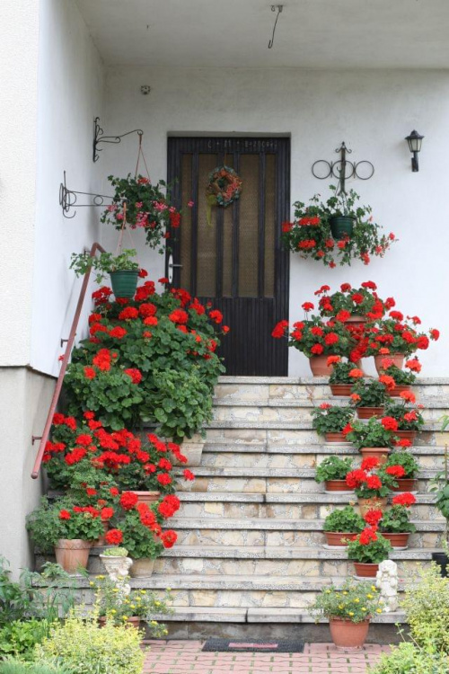 kwiatowe schody #dom #schody #kwiaty