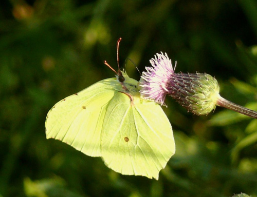 Motylek:) #kwiaty #przyroda #Zwierzęta #makro