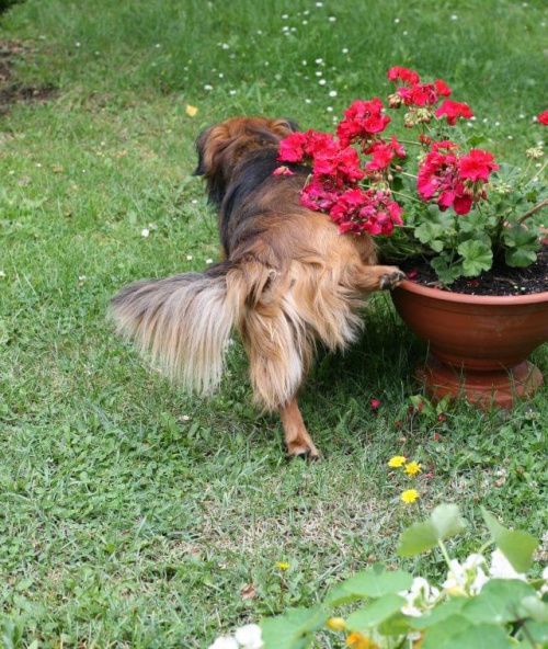 pies w ogródku #dekoracje #pnie #pies