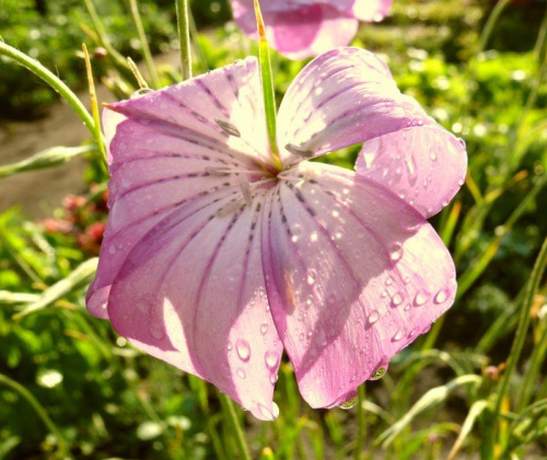 Cudne kolorki, cudny kwiatuszek:) #Kwiaty #przyroda #makro