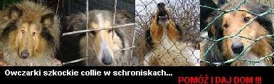 Baner Adoptuj collie