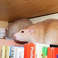 Fistaszki (półroczne)