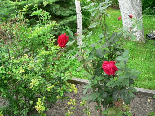 #ogród #ogródek #kwiaty #róża