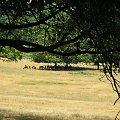 stado jeleni:) #roślinki #jelonki #RichmondPark #park #zwierzątka