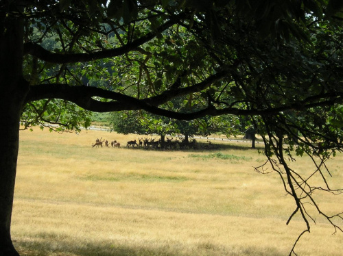 stado jeleni:) #roślinki #jelonki #RichmondPark #park #zwierzątka