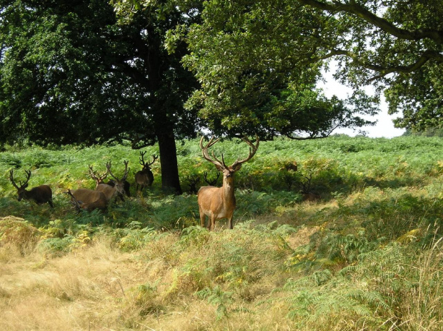 jelenie:) #jelonki #RichmondPark #roślinki #zwierzątka #park