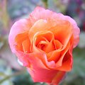 Róza taka ładna , kwitnie itp. Podobno herbacina jakaś. I chyba coś w tym jest. A wam jak się podoba?