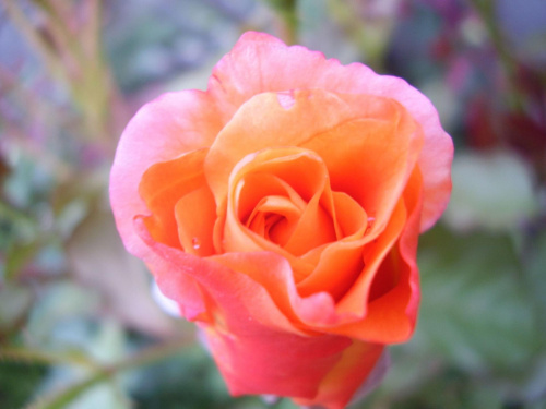 Róza taka ładna , kwitnie itp. Podobno herbacina jakaś. I chyba coś w tym jest. A wam jak się podoba?